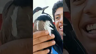طائر من اغرب الطيور الزقزاق الشوكي دندنها