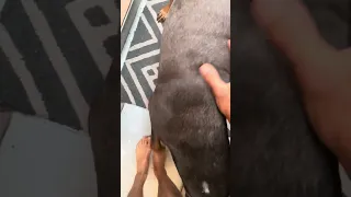 Good morning..  #fyp #dream #youtube #pets #doberman