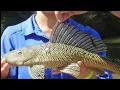 People are dumping aquarium pets into San Antonio River and it could cause bank collapse