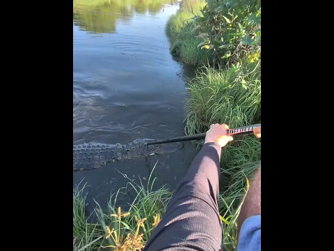 #hunting #fishing #florida #crocodile #2026