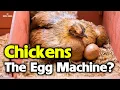 Why Do Hens Lay Eggs Without a Rooster When Do They Stop