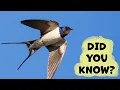 Barn Swallow Things You Need To Know