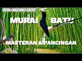 Download Lagu PANCINGAN MURAI BATU FULL ISIAN , MURAI APAPUN LANGSUNG EMOSI