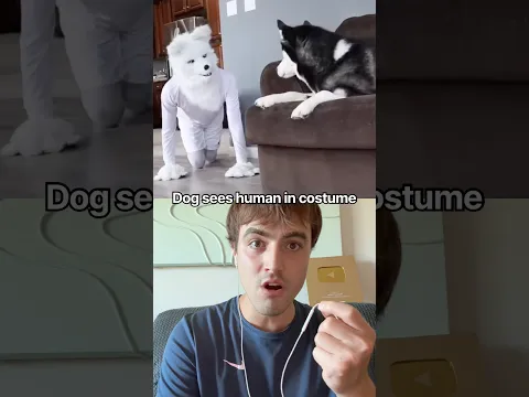 Dog sees human in costume
