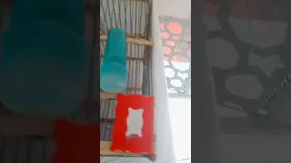 طيور العندليب 