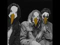 Freedom - The Gulls