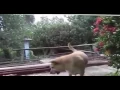 Dog Mating with cat - Very funy funy