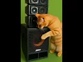 si oyen ceksound koplo #kucing #ceksound #koplo #soundhoreg