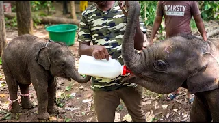 A lost baby elephant was crying for his mother until these kind villagers did the unthinkable