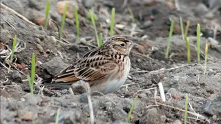 صوت عصفور القمبر للصيد 