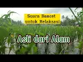 Download Lagu Suara Bancet untuk Relaksasi, Asli dari Alam