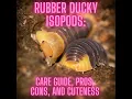 Rubber Ducky Isopods Care Guide Pros Cons and Cuteness
