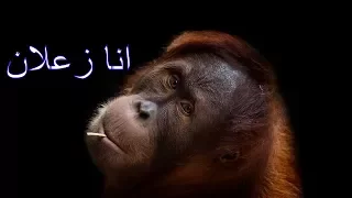 اغنية انا زعلان غناء على الصغير 