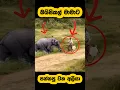 Elephant attack🫣#shortvideo #shorts #elephant #attack #youtube #tiktok #elephant #viralvideo #fight