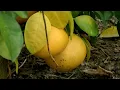 U-pick offered at new Polk County farm inside anti-greening structure