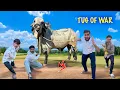 Arjun Bull Ke Sath TUG OF WAR🐂 Kon Jitega🤯