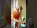Download Lagu Suara Conure - Conure pipi hijau belajar sendiri suara baru