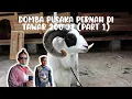Download Lagu DOMBA JUARA PIALA PRESIDEN SEHARGA 200JT SUGIH JAYA  #hpdki #dombagarut #@MusafirNusantara