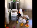Download Lagu Harley my funny cockatoo