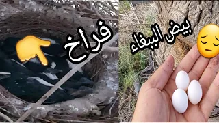 شاهدو ماذا فعلوو بعض النفوس ضعيفه بطائر الببغاء وصغاره 