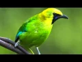 Download Suara Burung Cucak Rante Masteran Variasi 1 MP311