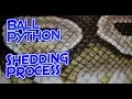 Ball Python Shedding Process 4 Stages Explained