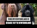 5 Things My Newfoundlands Do Because They re Newfoundlands
