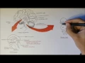 Brain Anatomy Overview - Lobes Diencephalon Brain Stem Limbic System