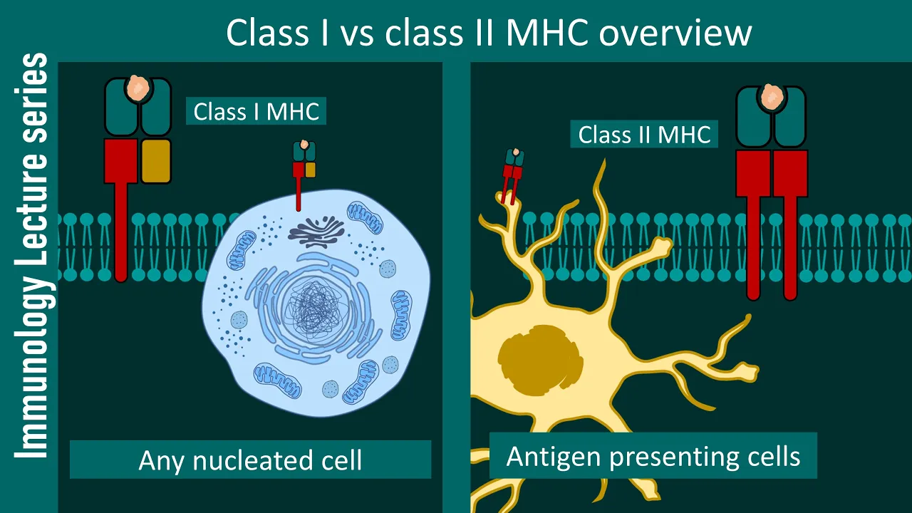 Major histocompatibility complex overview | MHC 1 and MHC 2 | Immunology lecture