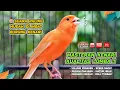 Lagu Kenari GACOR NGEREK‼️ Masteran Kenari PAUD dan Pancingan Kenari MACET BUNYI dan Betina NGIWIR - 183