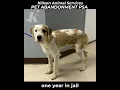 Pet Abandonment in Killeen