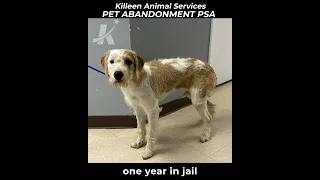Pet Abandonment in Killeen