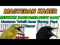 Download Lagu MENCETAK KACER PARUH NYEPIT RAPAT DENGAN KICAU BURUNG PLECI GACOR !! MASTERAN TERBAIK KACER 🙏