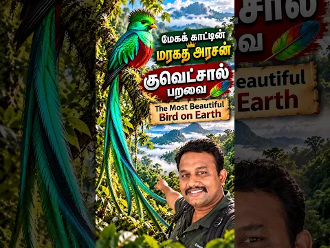மேகக் காட்டின் மரகத அரசன் – குவெட்சால் பறவை | The Most Beautiful Bird on Earth #birds #tamil #facts
