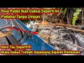 Download Lagu Panen Ikan Gabus Menggunakan Bubu Tanpa Umpan Tapi Hasilnya Melimpah