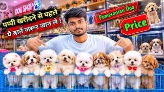 Pomeranian Puppy खरीदने से पहले ये बातें जान ले! | Pomeranian Dog Price in India 2026 | Puppy Market