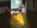 Download Lagu How is this fish Koi fish pond. Good luck koi. # #funny #shorts