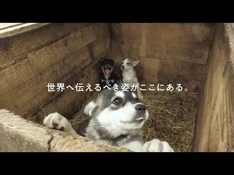 Trailer for the film "Dogs and War: What I Saw in Ukraine"
