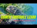 Download Lagu kadal buaya cina