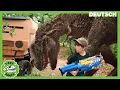 Lagu Dinosaurier-Herausforderung und Flucht mit dem Dinonator! | T-Rex Ranch - Dinosaurier für Kinder