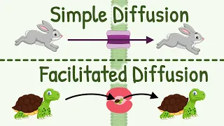 Diffusion Simple Diffusion vs Facilitated Diffusion Factors Affecting Rate of Diffusion
