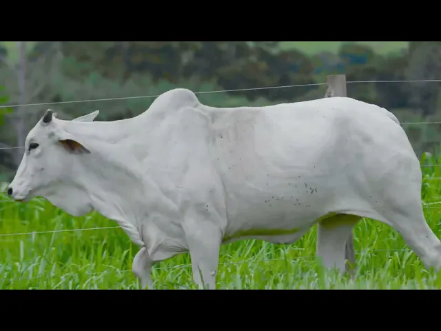 Novilha Nelore VIS - 4529