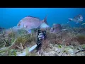 Pink Snapper - Ep 24