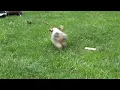Corgi Puppies For Sale