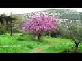 Sounds of spring - Birds singing in the morning - Studying sleep meditation - Cercis siliquastrum