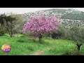 Download Lagu Sounds of spring - Birds singing in the morning - Studying sleep meditation - Cercis siliquastrum