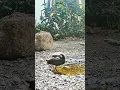 Download Lagu White-breasted Waterhen sound 🐧 #birds #backyard