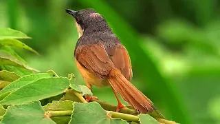 masteran gacor u0026 pikat ciblek gunung prenjak cinenen suara pancingan kicau merdu asli suara burung