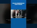 Download Lagu Tampang Pelaku Pembunuhan Joel Tanos Cucu 9 Naga di Sulawesi Utara