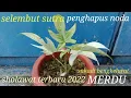 SHOLAWAT TERBARU 2022 MERDU ‼️ selembar sutra yang menghapus noda